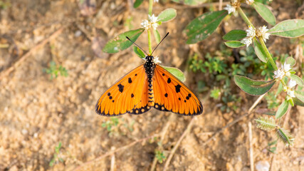 A butterfly collecting nectar with a natural blurred background. Selective focus. High quality photo