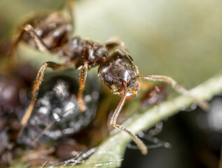 Ant collects milk on aphids in nature.