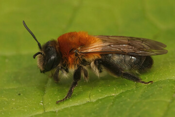 Closeup on an adult female Grey-patched mining, beeAndrena nitida, sitting on a green leaf