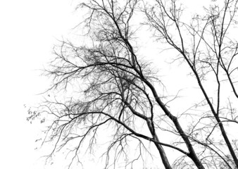 Bare tree branches isolated on a white