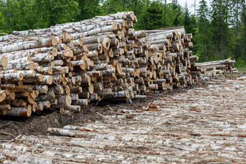 pile of birch logs lies near the road in the forest. Deforestation.