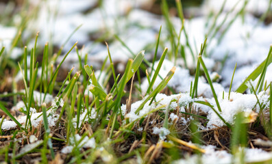 Snow on the green grass.