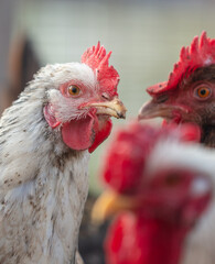 Portrait of a chicken on the farm.
