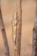 Garden lizard on branch sunbathing on branch lizard climb on wood macro closeup