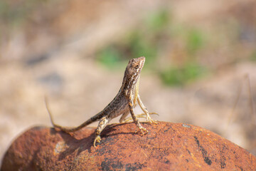 Fan throated lizard (Sitana ponticeriana ) with nature background macro closeup 