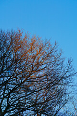 Branches silhouettes in winter evening sunlight