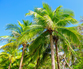 Obraz premium Large green branches on coconut trees against the sky