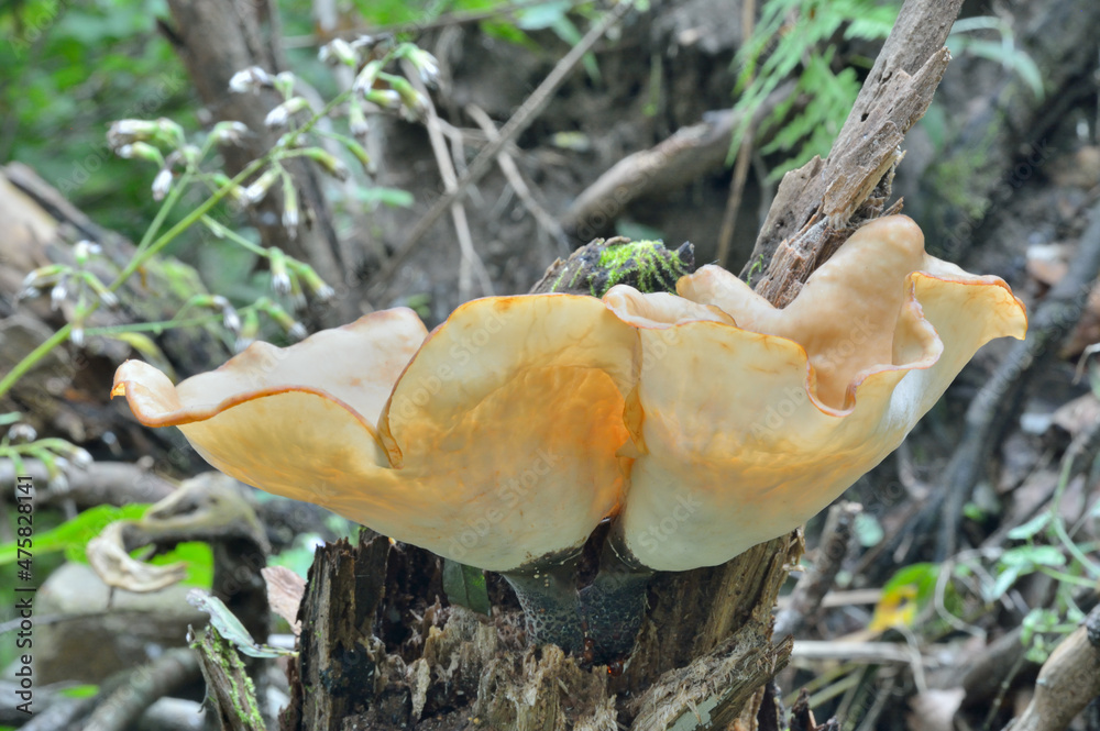 Wall mural edible mushroom (glostereum incarnatum)