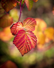 Red leaves on the branches of a tree in autumn. Nature