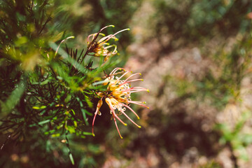 native Australian grevillea semper florens plant outdoor in beautiful tropical backyard
