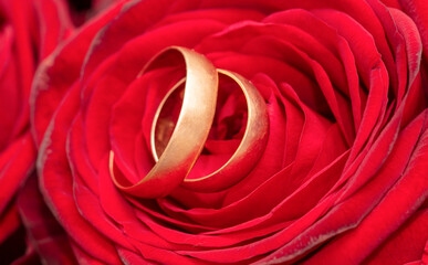 Two gold rings in the colors of red roses.
