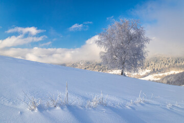 Obraz premium View of a snowy winter landscape with tree covered with rime ice at sunny day.