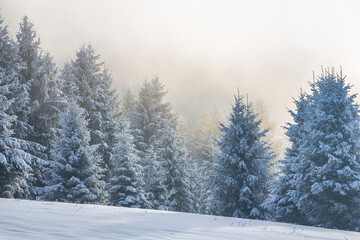 Beautiful winter landscape of snowy spruce trees in fog at sunny day. The Mala Fatra national park in northwest of Slovakia, Europe.