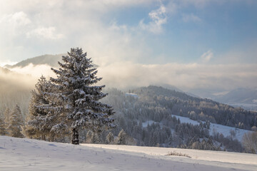 Snowy spruce in the foreground of the winter landscape at sunny day. The Mala Fatra national park in northwest of Slovakia, Europe.