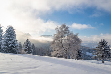 Obraz premium Winter landscape with snowy trees and mountains at sunny day. The Mala Fatra national park in northwest of Slovakia, Europe.