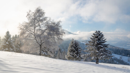 Winter landscape with snowy trees and mountains at sunny day. The Mala Fatra national park in northwest of Slovakia, Europe.