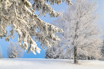 View of a snowy winter landscape with trees covered with rime ice at sunny day.