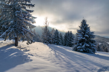 Fototapeta premium Beautiful winter landscape of snowy spruce trees. The Mala Fatra national park in northwest of Slovakia, Europe.