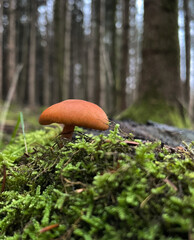 Kleiner Pilz im Moos