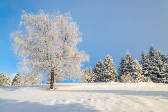 View of a snowy winter landscape with trees covered with rime ice at sunny day.