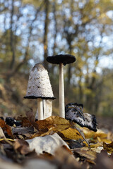 Coprinus comatus mushrooms among the dry autumn leaves in the forest © Snowy Ns/Wirestock