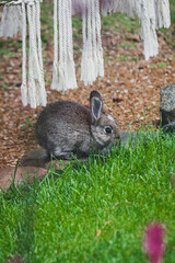 cute brown bunny rabbit in private backyard eating grass from lawn