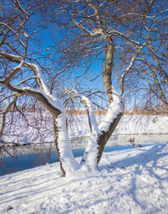 Winter day in the park