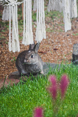 cute brown bunny rabbit in private backyard eating grass from lawn