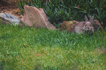 cute brown bunny rabbit in private backyard eating grass from lawn