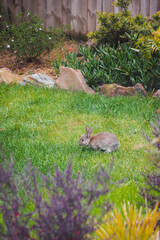 cute brown bunny rabbit in private backyard eating grass from lawn