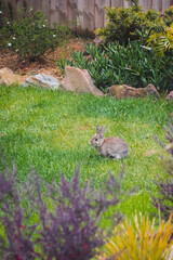 cute brown bunny rabbit in private backyard eating grass from lawn