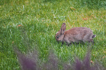 cute brown bunny rabbit in private backyard eating grass from lawn