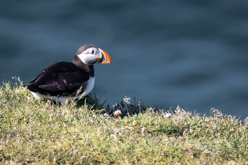 atlantic puffin 