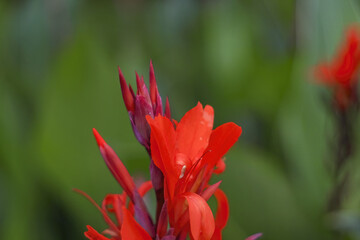 Closeup of a red Indian shot (canna indica) flower with a blurred green background