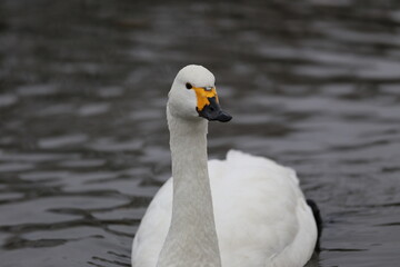 river side swan