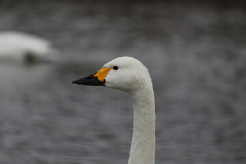 river side swan