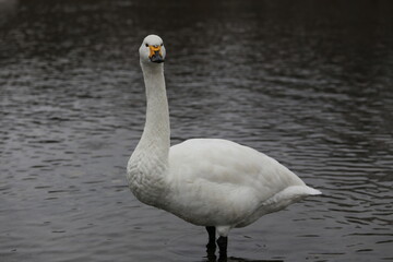 river side swan