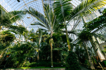 Fototapeta na wymiar Glass greenhouse. The public Palm House, Garden Society in Gothenburg
