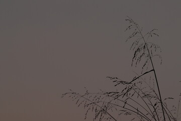 Picture of beautiful dreamy silhouette grass after sunset