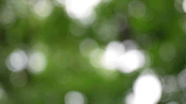 Fresh healthy green abstract slow motion 4k video background of defocused blurry summer foliage isolated on white sunny sky backdrop with copyspace for text or advertisment