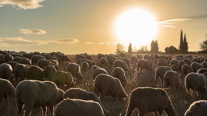 Iberian sheep grazing in a rural area of Madrid