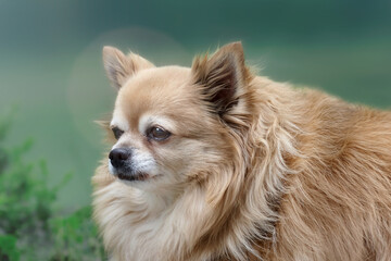 Close up of a long haired brown chihuahua
