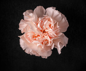 Top view of a flower on a black background. Close up.