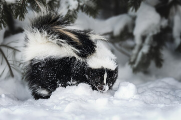 skunk outdoors in winter and snow - obrazy, fototapety, plakaty