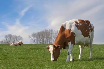Fototapeta na wymiar Brown white cow grazing in prairie