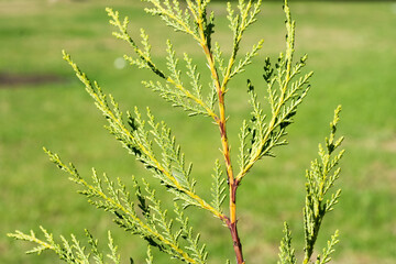 Close up of Leyland cypress Leaves