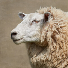 Close up of head of Flemish white sheep