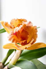 Close-up of Thai orchid on a blurred background, macro photography.