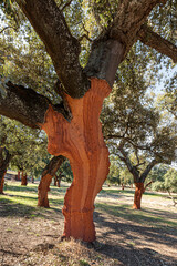 Close-up view of the trunk with cut oak bark in Spain