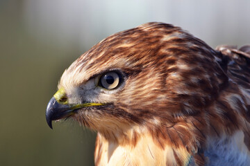 red tailed hawk